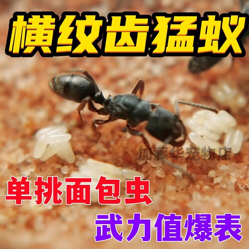 横纹齿猛蚁新后群，好养不容易挂