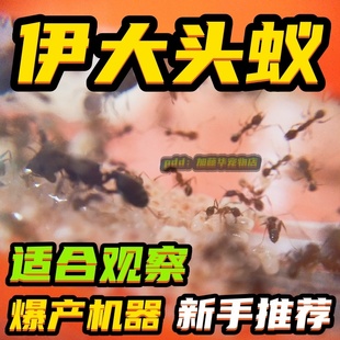 伊大头蚁蚁后活体蚂蚁男生生日礼物弓背蚁蚁巢收获蚁蚂蚁工坊森林