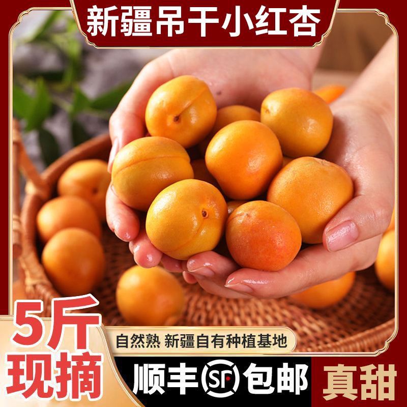 【顺丰空运】新疆直发正宗新疆阿克苏小红杏子新鲜水果四团吊干杏