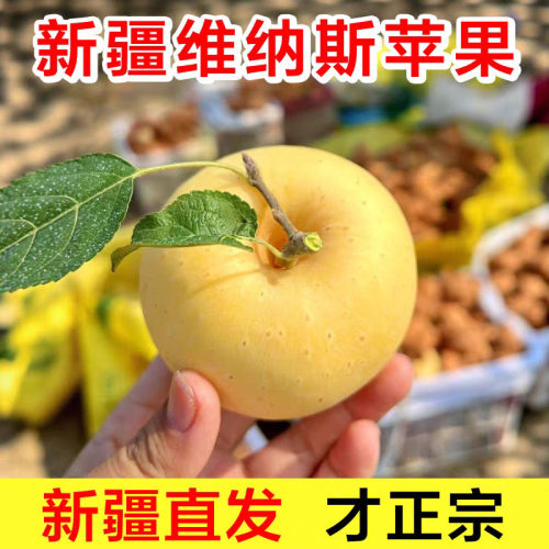 【新疆直发】新疆产纯甜黄金维纳斯苹果脆甜雀斑小苹果富士奶油