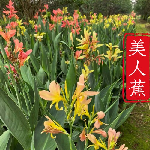 美人蕉盆栽耐寒耐热多年生植物