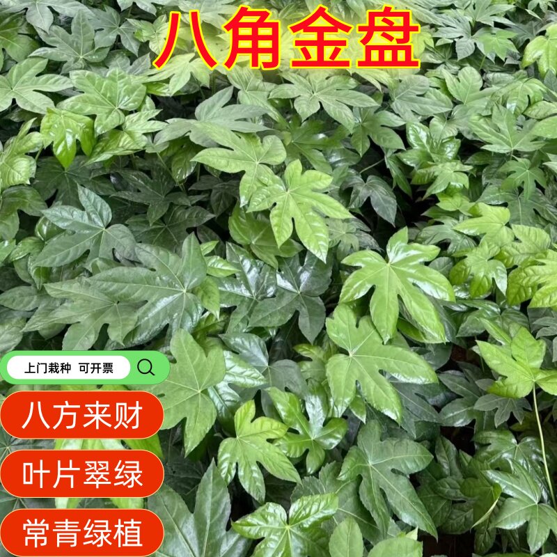 八角金盘室内庭院耐寒喜阴盆栽