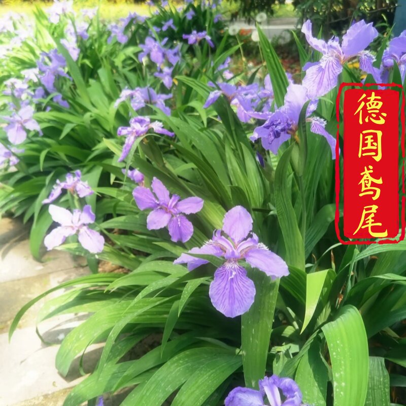 德国鸢尾鸢尾苗多年生阳台花坛庭院绿植耐热耐寒花卉植物