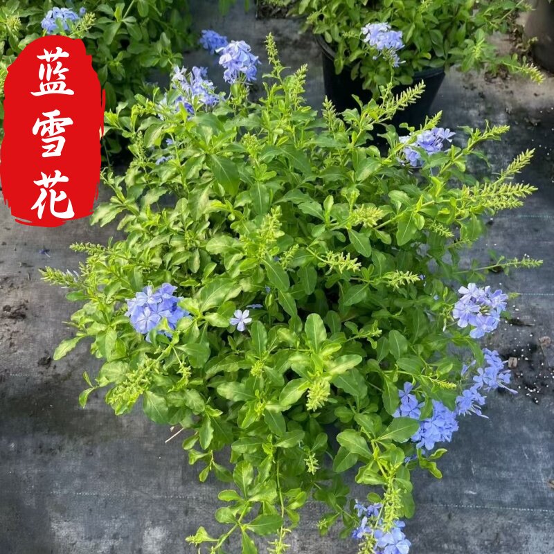 蓝雪花花苗盆栽阳台露天庭院木本花卉耐热好养植物多季开花蓝色