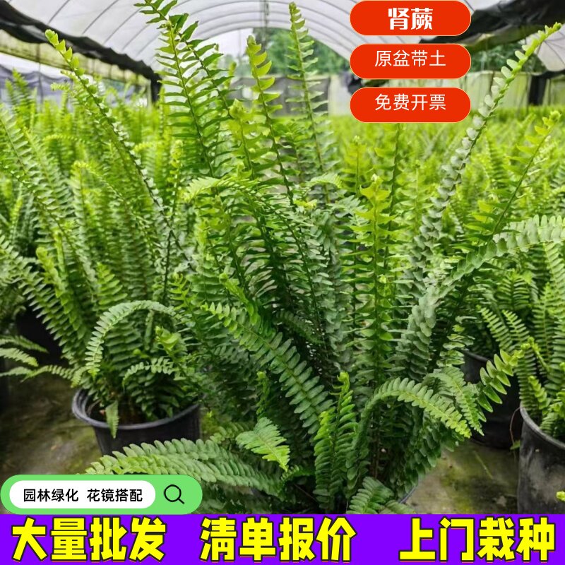 波士顿肾蕨盆栽易活肾蕨庭院阳台