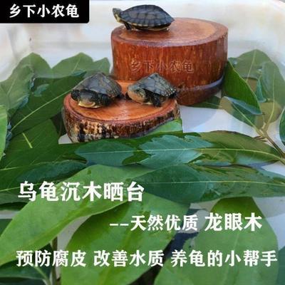 乌龟晒台爬台休息台养龟天然龙眼木圆形椭圆龟缸鱼缸造景龙眼树桩