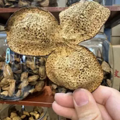 袋装 2008年东甲整皮 18年陈化 200克