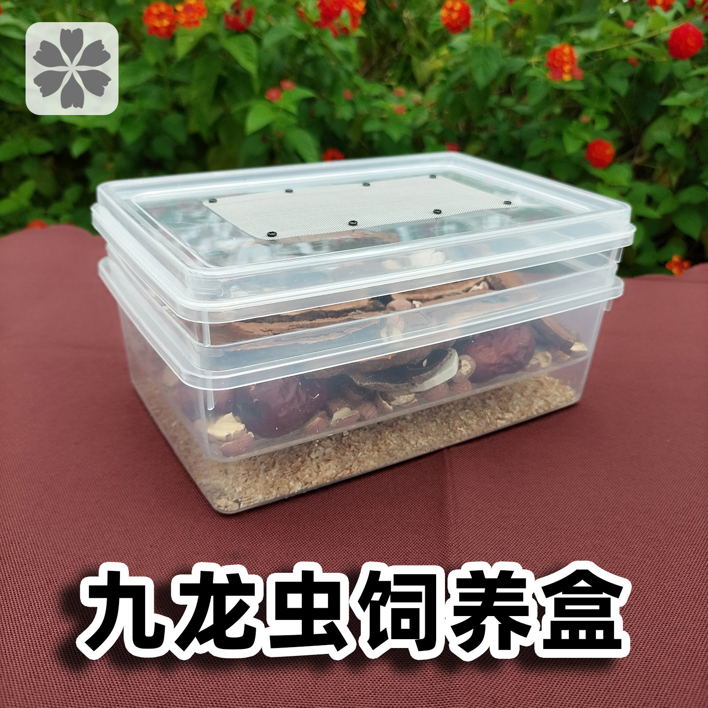 洋虫九龙虫活虫专用饲养盒