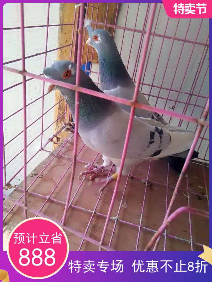 天水老品牌高飞鸽子成对发货发货包公母包产蛋包飞行下单送鸽粮.