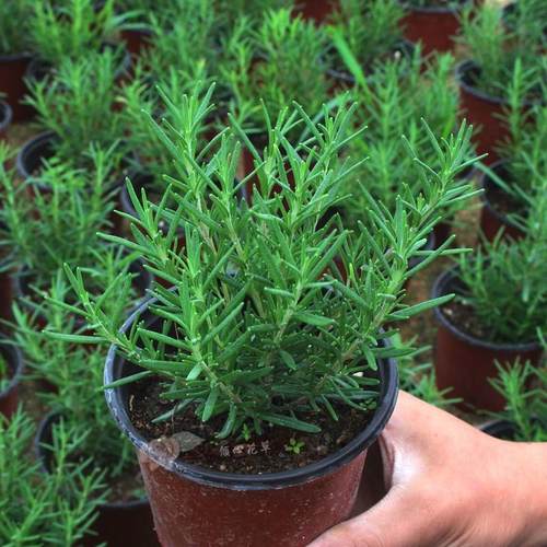 basil plants herbs mint rosemary thyme, spices Edible plant