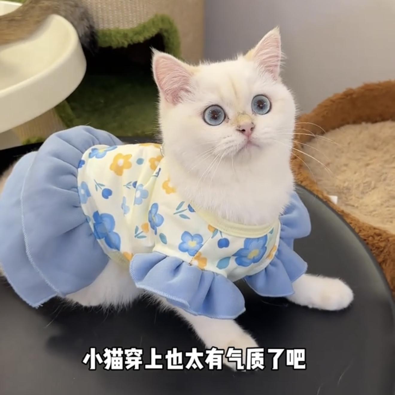 猫咪衣服防掉毛裙子春秋款可爱公主裙英短金银渐层布偶猫蓝猫服装