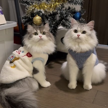 猫咪衣服防掉毛秋冬装加绒保暖可爱布偶猫金渐层英短蓝猫冬天绒衣