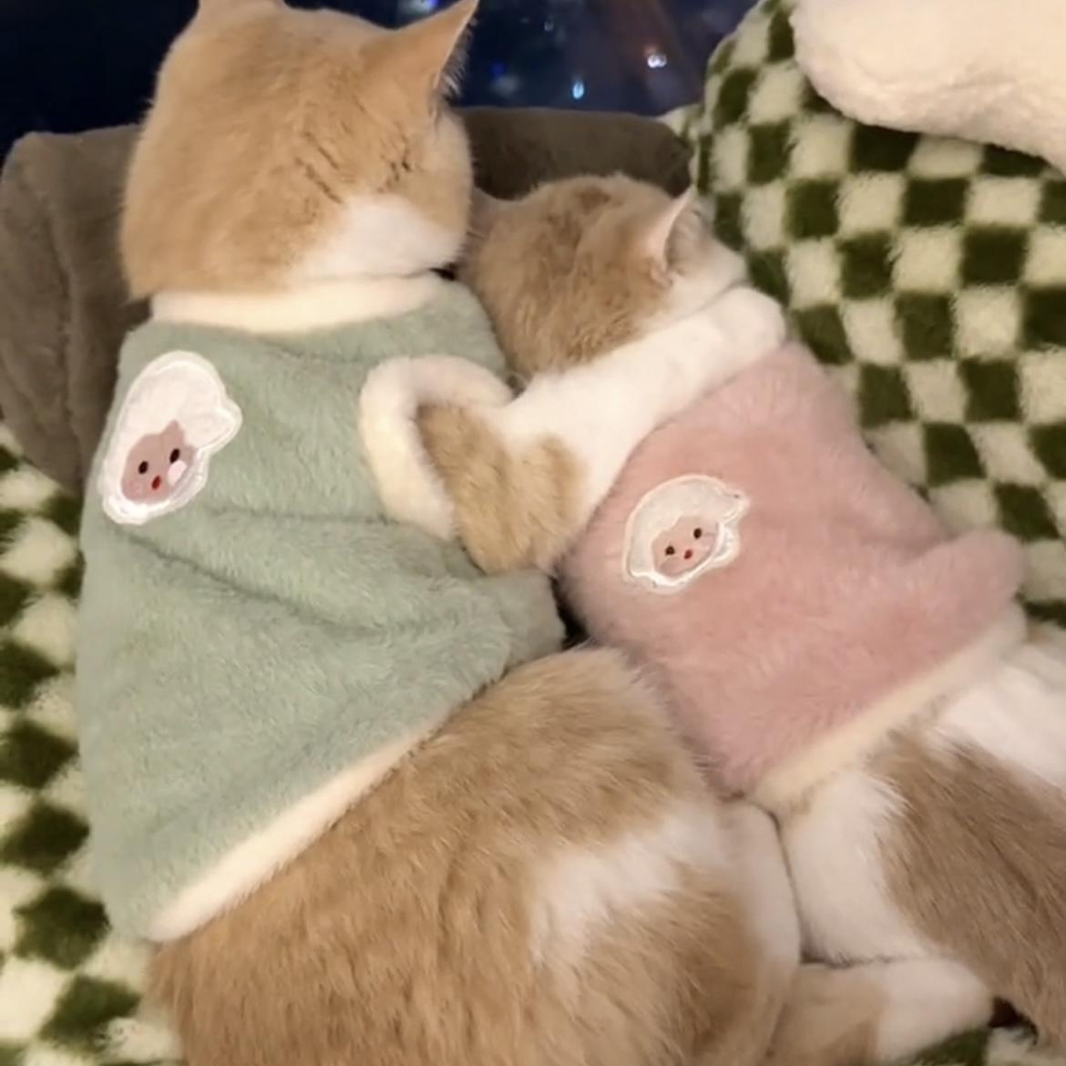 猫咪保暖背心绒衣家居小猫