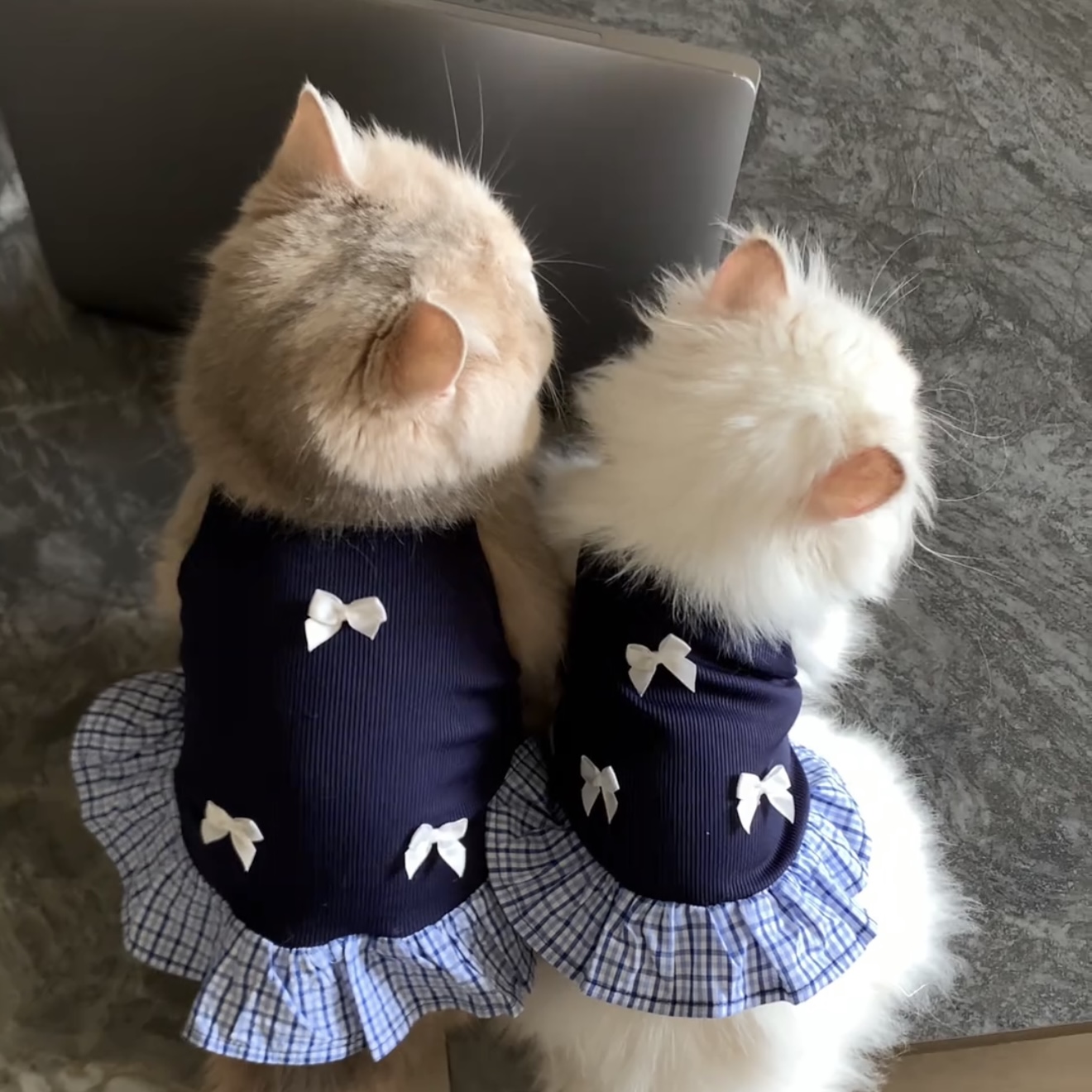 猫咪衣服防掉毛可爱公主裙金渐层布偶猫英短蓝猫狗狗夏天薄款裙子