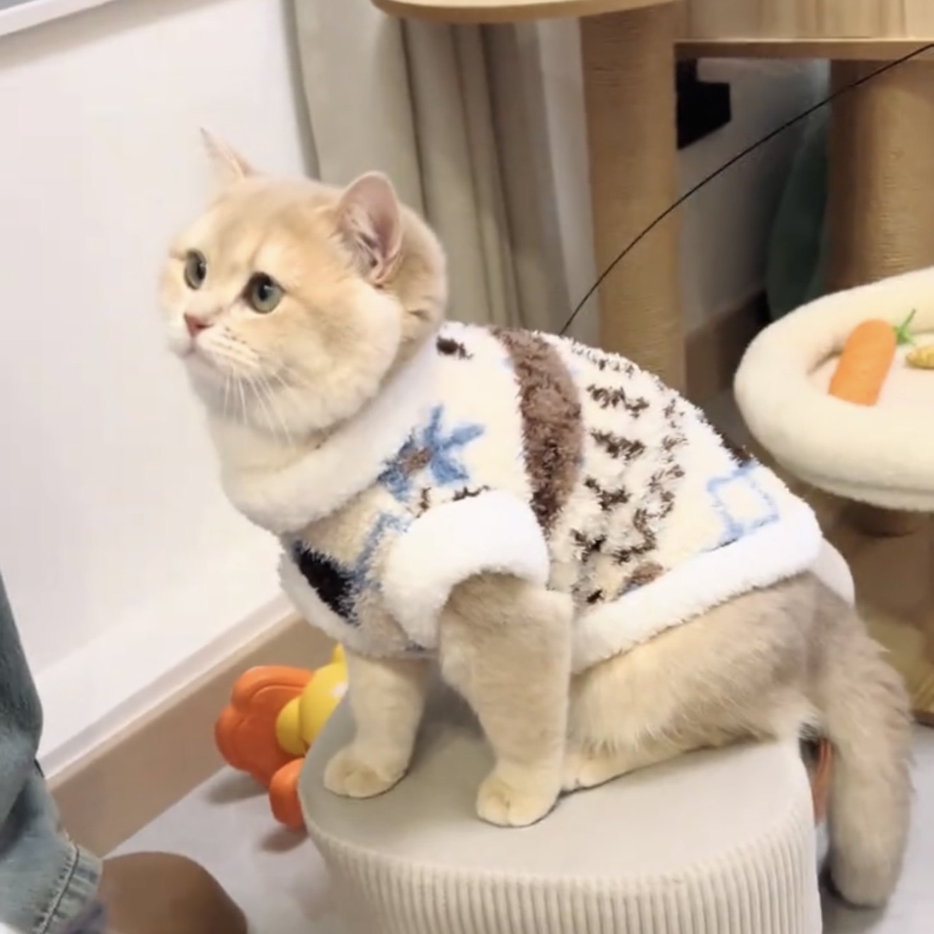 猫咪衣服秋冬装防掉毛加绒保暖冬天绒衣金渐层布偶猫英短蓝猫服饰,宠物/宠物食品及用品,狗宠物服装/雨衣,淘宝优惠券,粉丝福利购,淘宝优惠卷