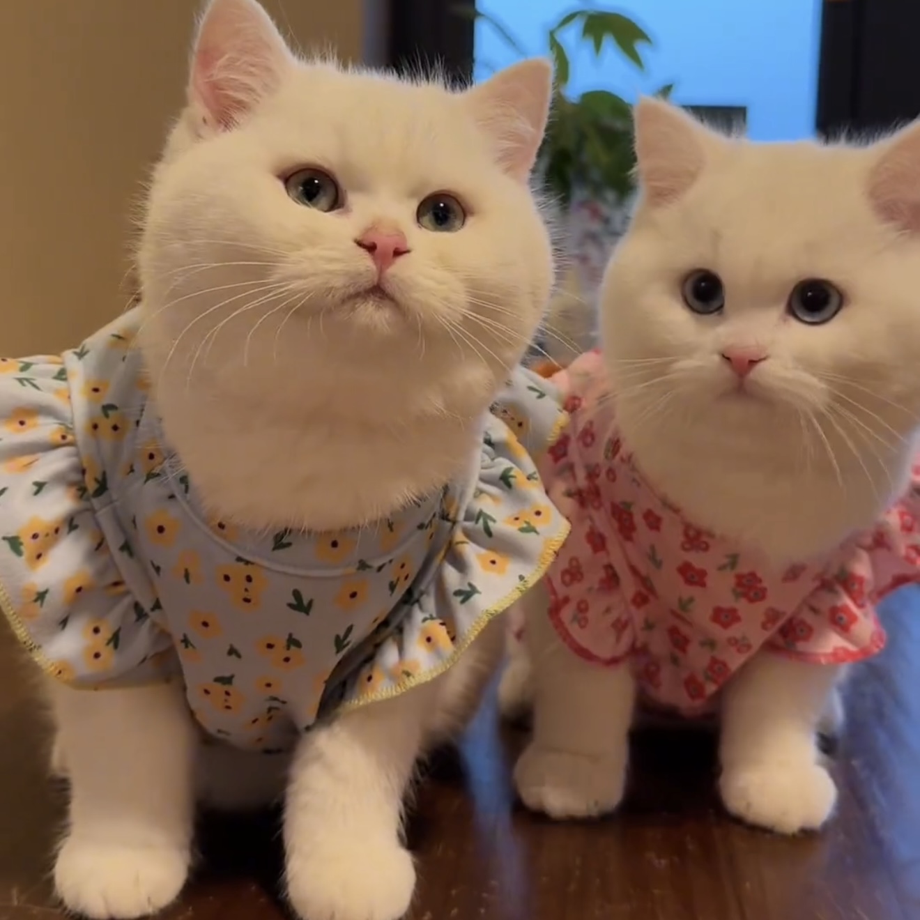 猫咪衣服春秋款可爱金渐层布偶猫英短蓝猫矮脚宠物防掉毛小猫秋装