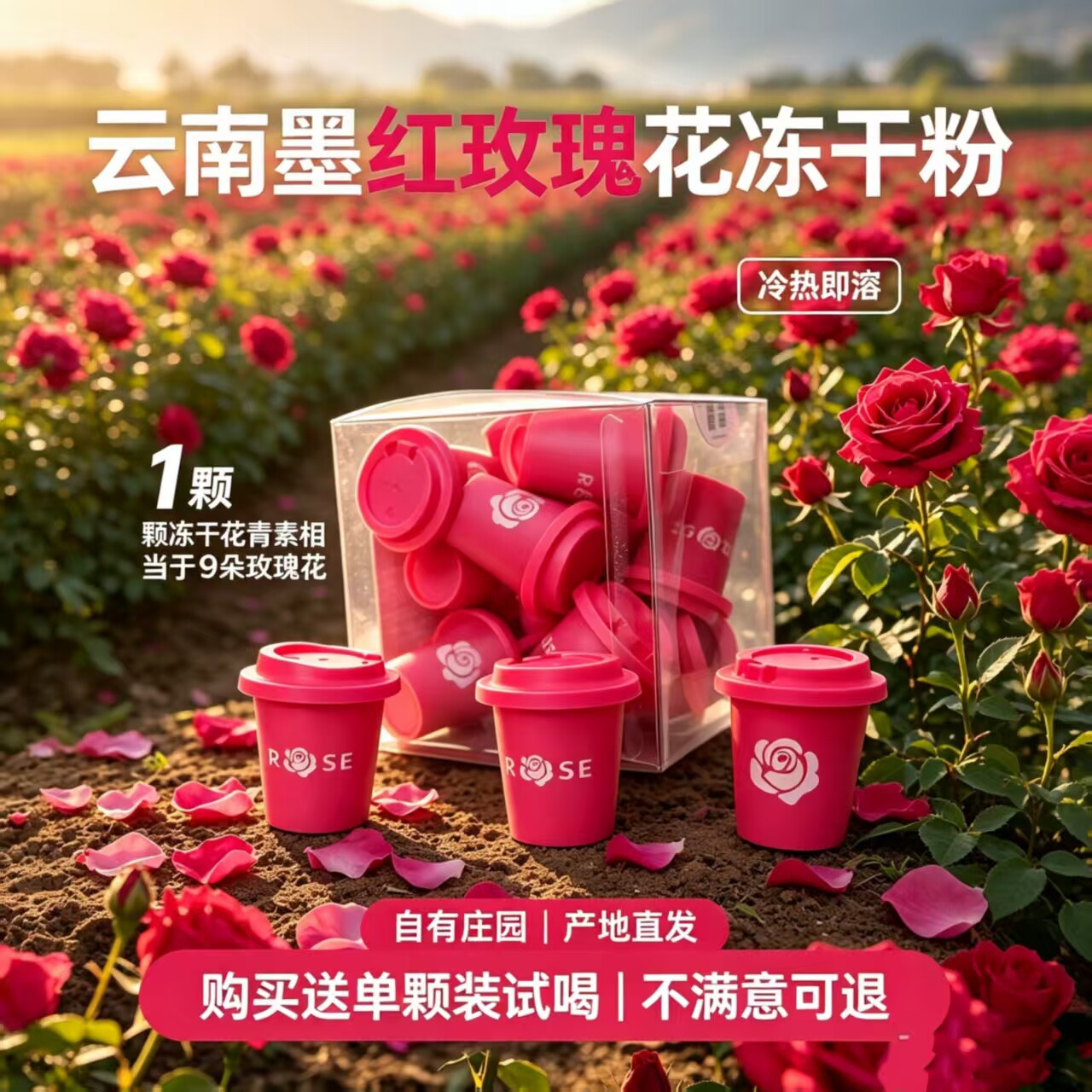 胧麓云南墨红玫瑰冻干粉玫瑰花冷萃冷热即溶小罐云南特产伴手礼