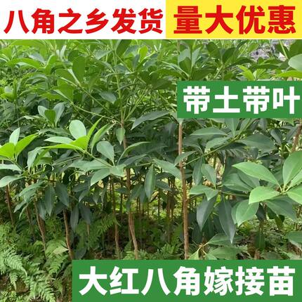 广西正宗古龙嫁接八角苗树矮化大红八角树茴香大料小苗带土