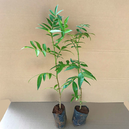 青花椒苗树带土叶子大红袍花椒苗四川特麻食用椒盆栽地栽