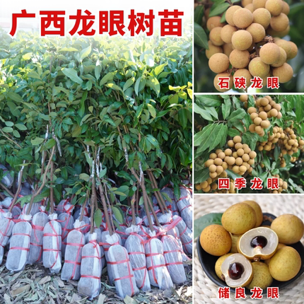 广西正宗龙眼树苗嫁接苗石硖四季储良龙眼果苗树带叶子带原土发货