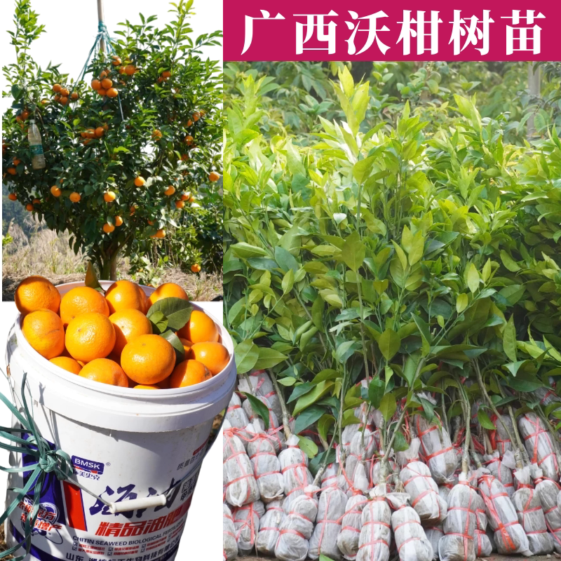 广西正宗091无核沃柑树苗嫁接苗柑橘苗砂糖桔苗脐橙橙子果苗带土