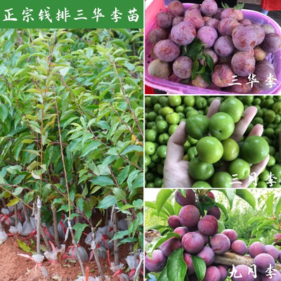 果树苗钱排银妃青脆李子包活
