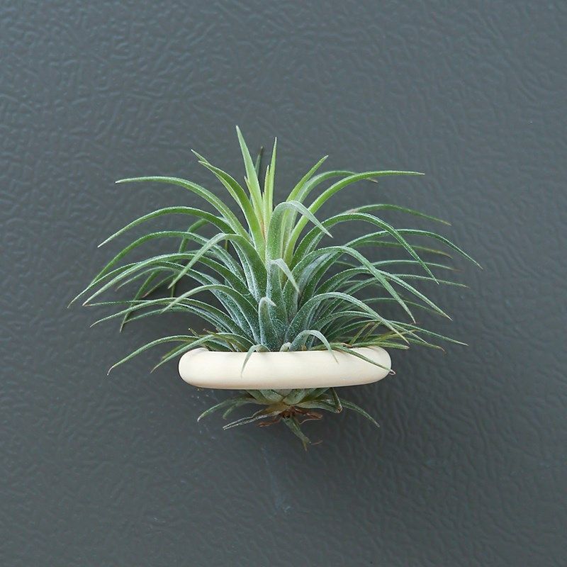 空气凤梨植物室内实木圈磁铁石吸铁套装含植物冰箱贴装饰绿植花草