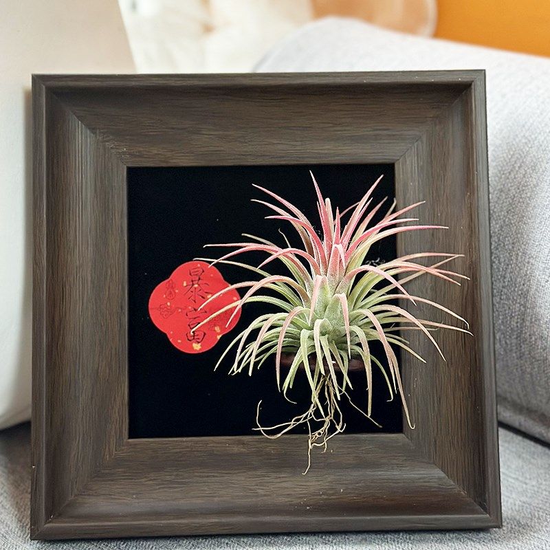 ins空气凤梨套餐懒人现代装饰画框复古桌面室内墙上深棕色相框5寸
