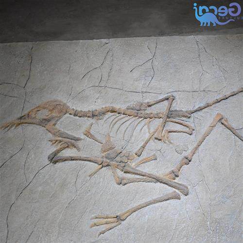 自贡格彩仿真翼龙化石模型博物馆研学用翼龙骨架展品定制