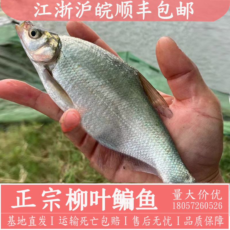 鳊鱼苗武昌鱼苗三角鲂团头鲂三角边鳊鱼柳叶鳊鱼江鳊鱼扁鱼苗批发