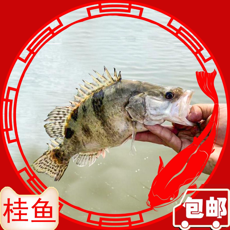正宗鳜鱼苗桂花鱼苗翘嘴桂贵鱼淡水养殖食用鱼鲑鱼苗路亚凶猛活体