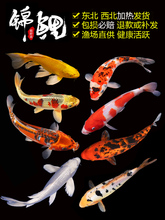 锦鲤日本纯种小型好养红白金鱼活鱼1
