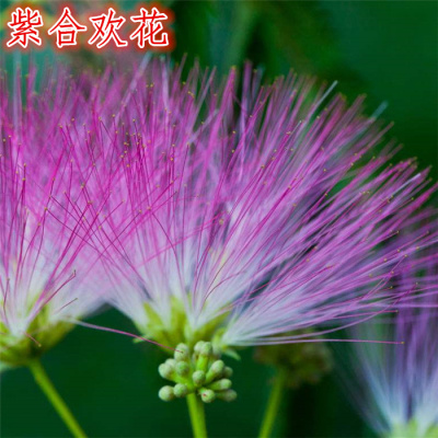 合欢树苗合欢苗绒花树苗芙蓉花树苗庭院花卉盆栽当年开花合欢苗
