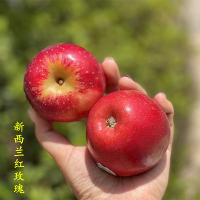 【新西兰红玫瑰苹果 顺丰为主】 当季新鲜苹果姬娜果10枚水果代发
