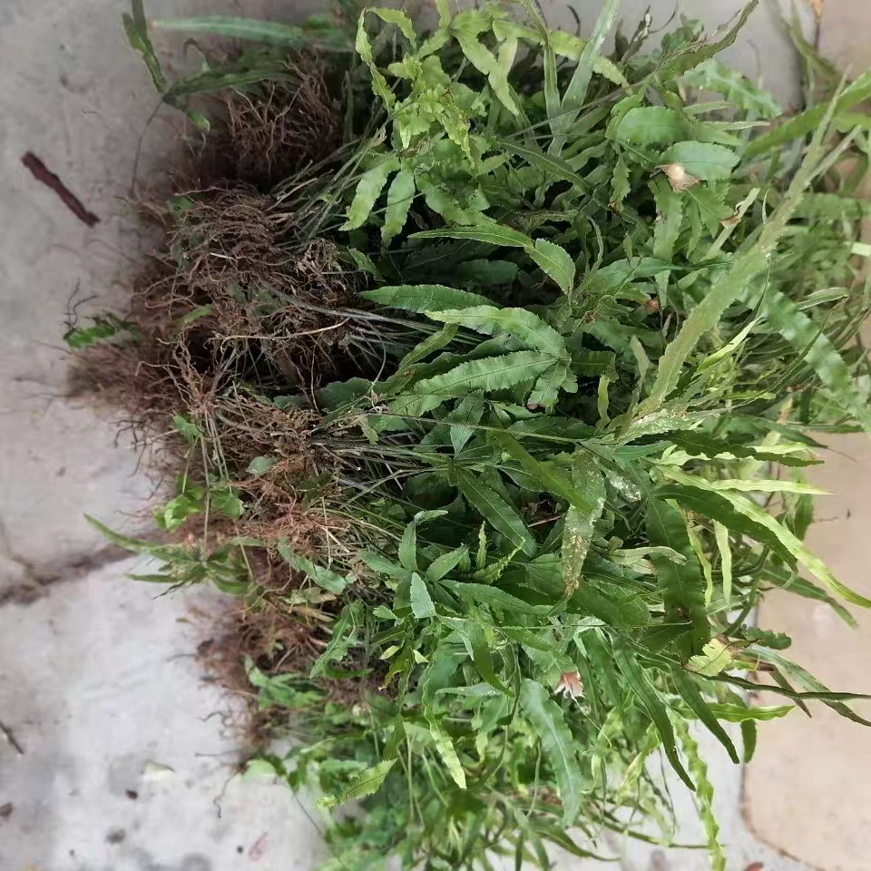 中药材大山凤尾草鸡爪草鸡脚草新鲜晒干凤凰草金鸡尾井栏草金鸡尾