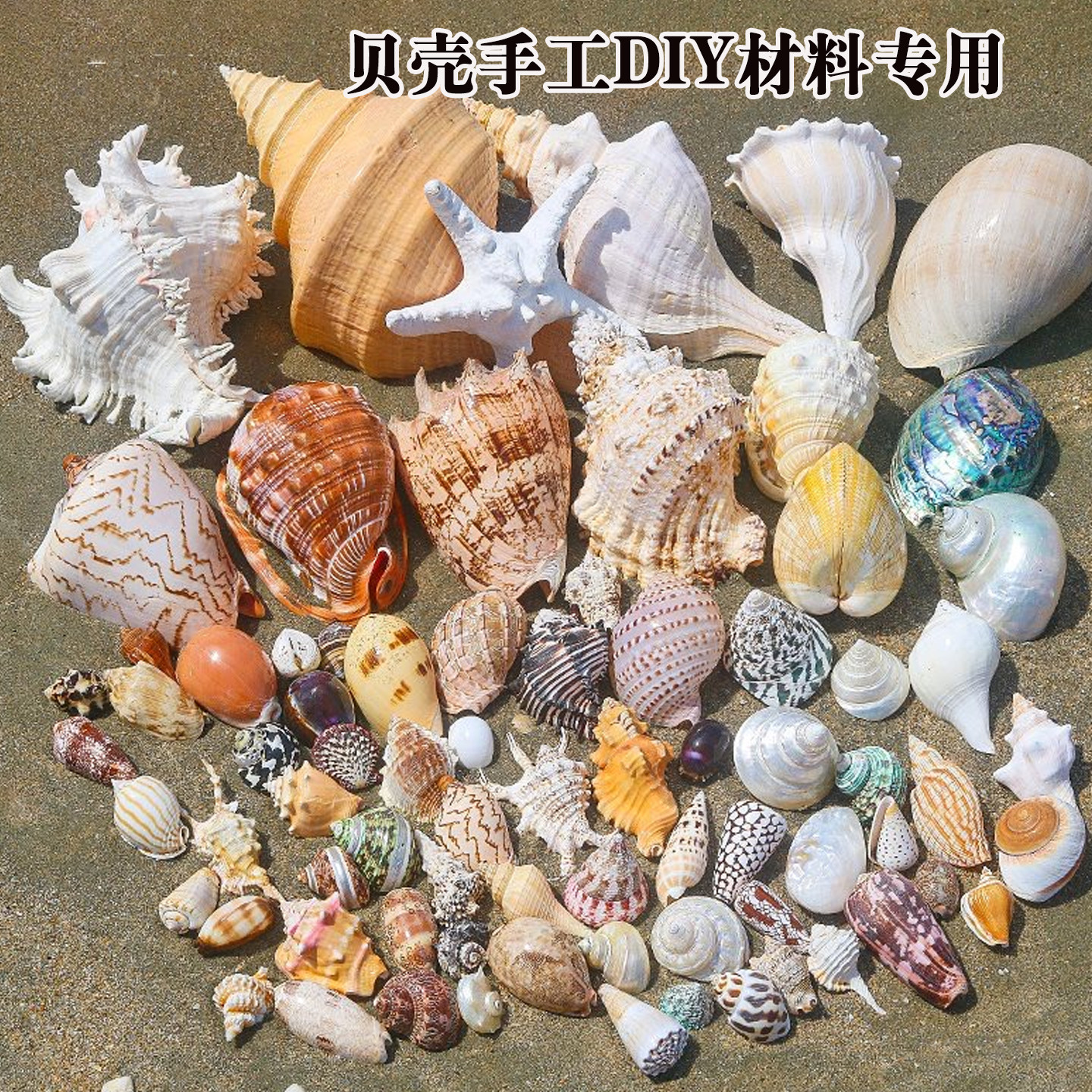贝壳海螺鱼缸装饰手工diy风铃挂件艺术收藏相框摆件装饰专用材料