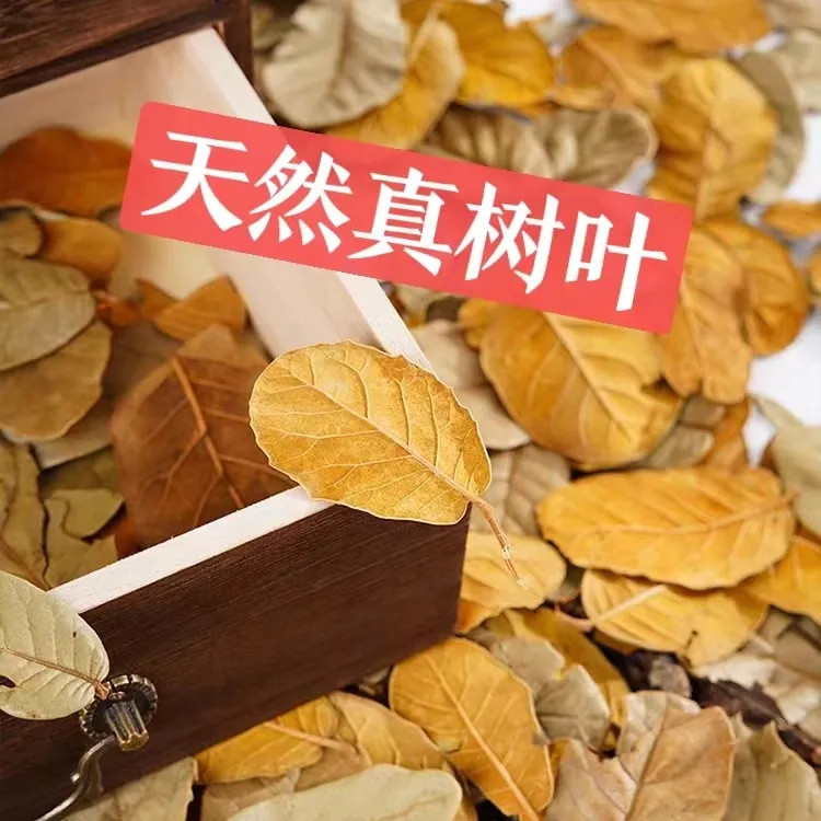 天然树叶干花叶子书签植物拼贴画标本拍摄道具背景幼儿园diy枯叶