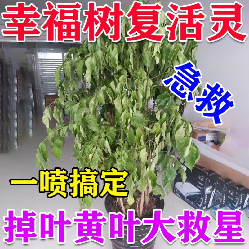 幸福树掉叶子专用肥料【一秒黄转绿】叶子发黄防枯叶平安树营养液 鲜花速递/花卉仿真/绿植园艺 家庭园艺肥料 原图主图