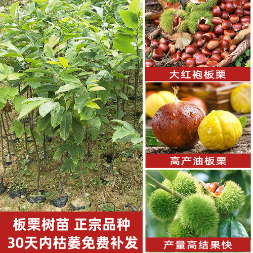 嫁接地栽嫁接南方种植地栽板栗苗