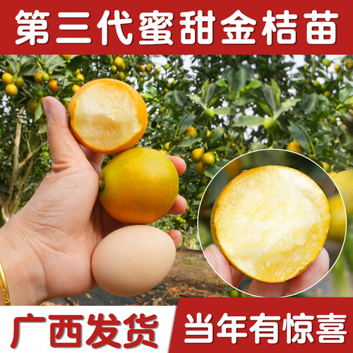 广西第二四代蜜甜脆甜金桔柑橘子树四季结嫁接水果苗南北方种植