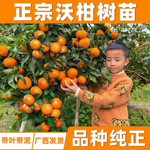 广西武鸣桔橘子正宗带果沃柑树苗