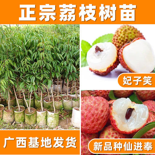 嫁接无核荔枝大苗南方种植果树