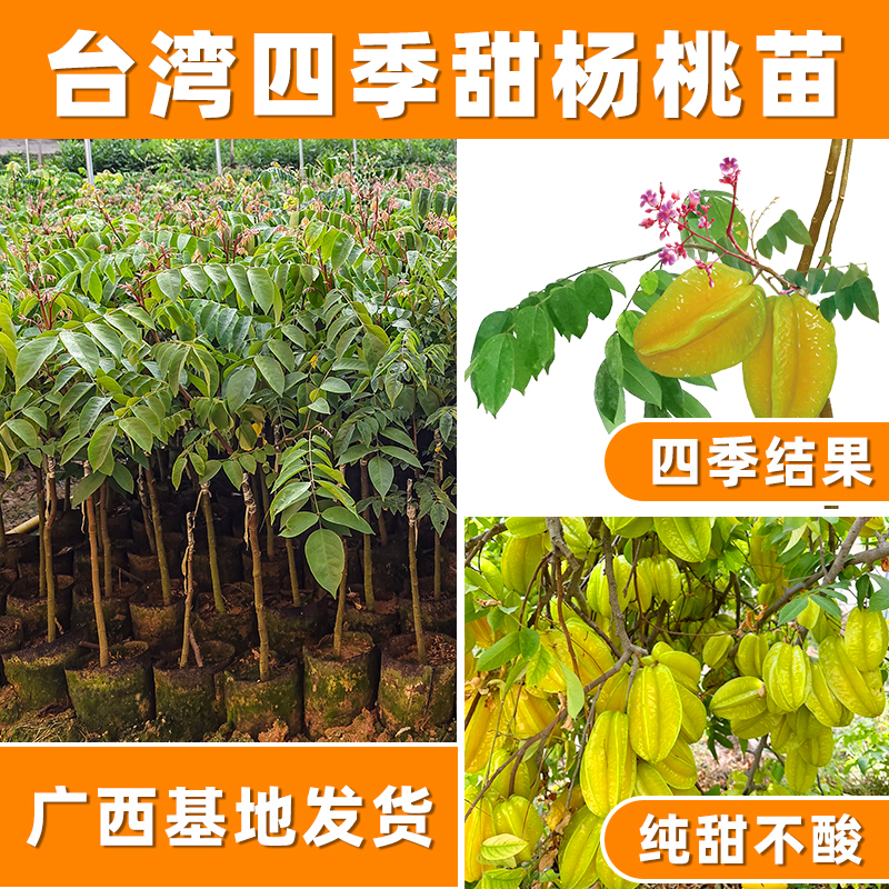 四季甜杨桃树果苗地栽南北方种植