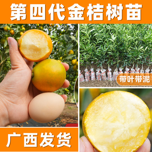 嫁接蜜甜脆甜金桔苗四季结