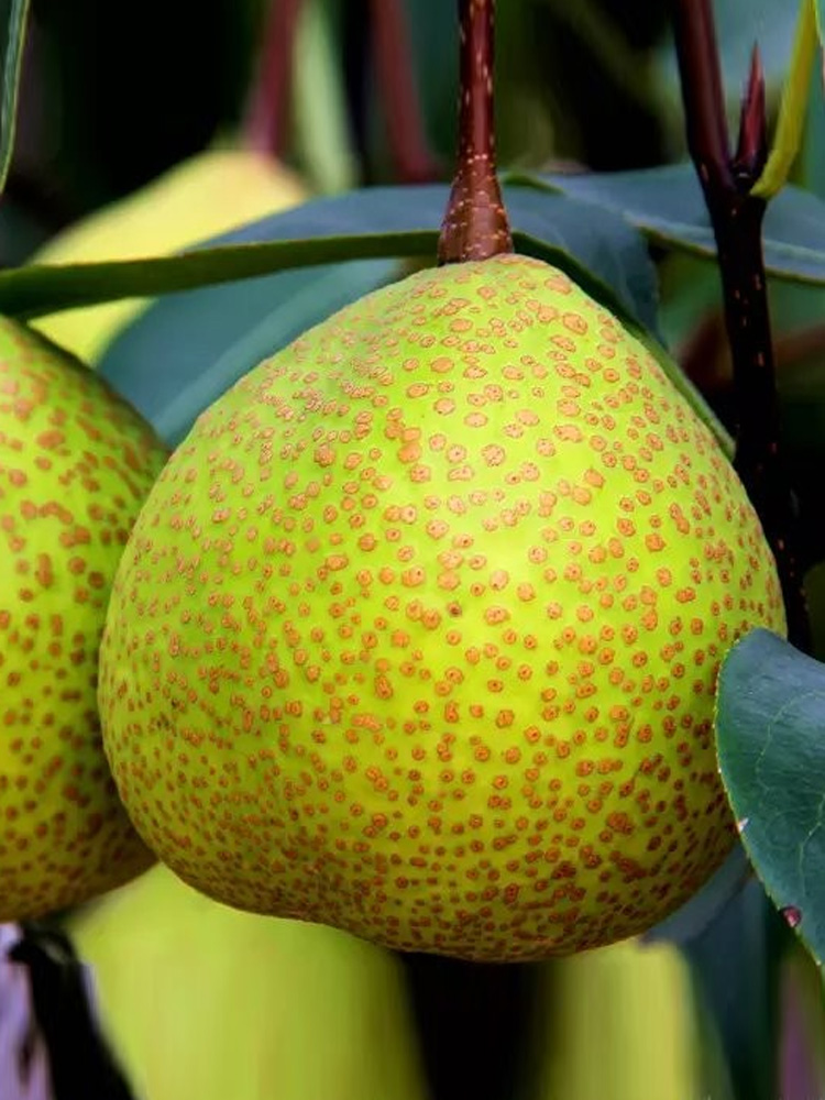 梨树苗产量高口感好盆栽地果