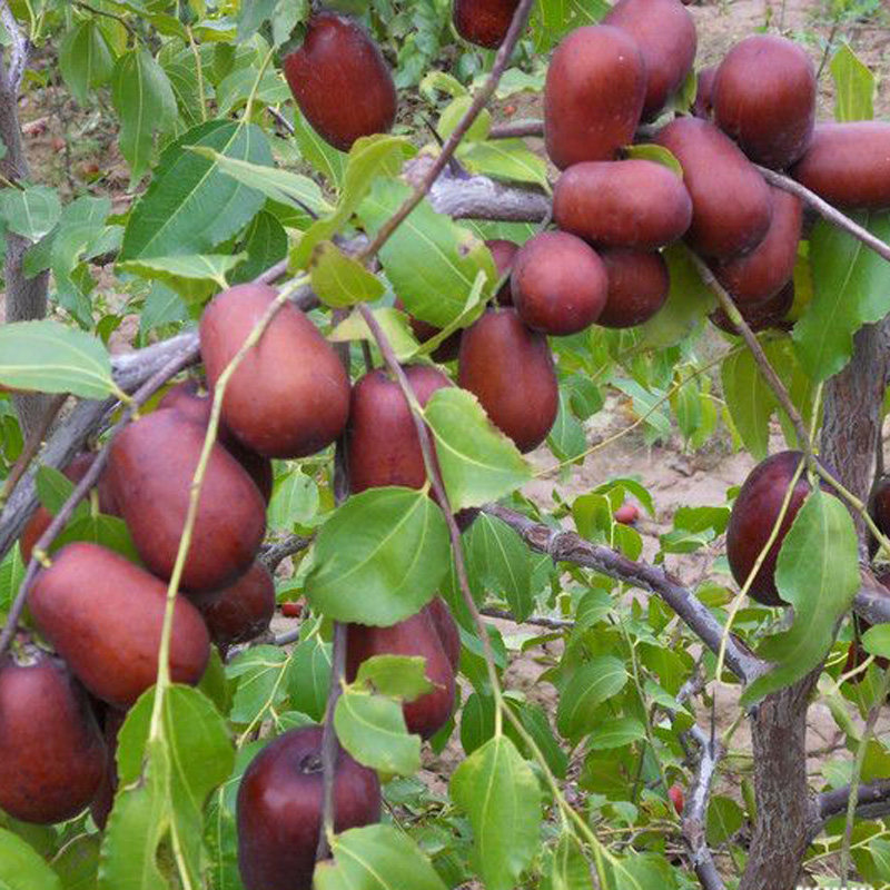 枣树苗南方北方种植四川大红枣产量高甜度强盆栽地栽均可当年结果