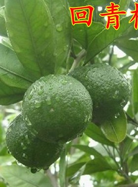 新品正宗金华玳玳果苗盆栽苦橙代代树苗 回青橙 酸橙带果代代果树