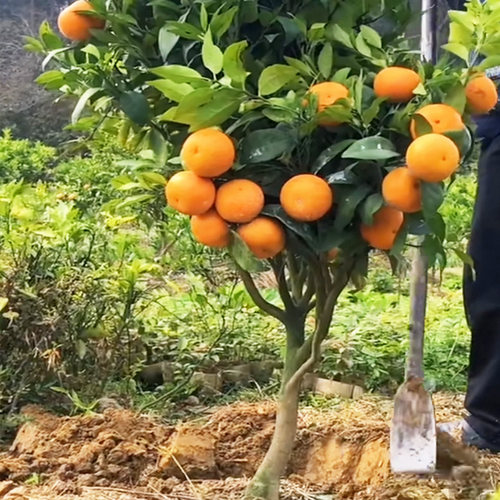 大果橘子苗091无核沃柑正