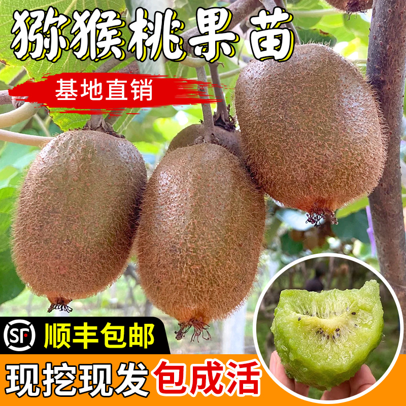 红心猕猴桃树果苗盆栽南方