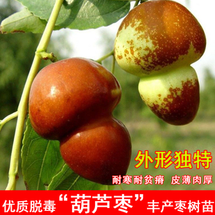 枣树活苗嫁接二代葫芦枣树苗脆甜枣苗北方南方种植当年结果果树苗
